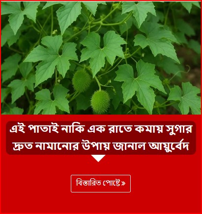 এই পাতাই নাকি এক রাতে কমায় সুগার দ্রুত নামানোর উপায় জানাল আয়ুর্বেদ