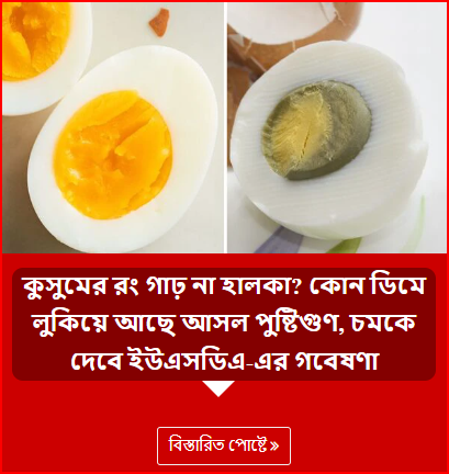 কুসুমের রং গাঢ় না হালকা? কোন ডিমে লুকিয়ে আছে আসল পুষ্টিগুণ, চমকে দেবে ইউএসডিএ-এর গবেষণা