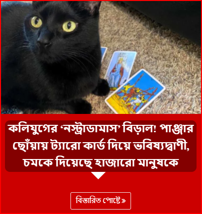 কলিযুগের ‘নস্ট্রাডামাস’ বিড়াল! পাঞ্জার ছোঁয়ায় ট্যারো কার্ড দিয়ে ভবিষ্যদ্বাণী, চমকে দিয়েছে হাজারো মানুষকে