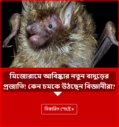 মিজোরামে আবিষ্কার নতুন বাদুড়ের প্রজাতি! কেন চমকে উঠছেন বিজ্ঞানীরা?
