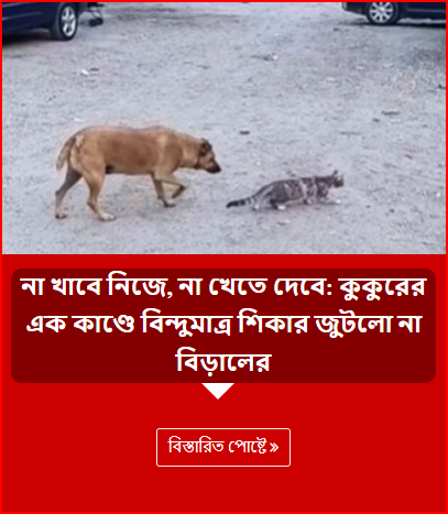 না খাবে নিজে, না খেতে দেবে: কুকুরের এক কাণ্ডে বিন্দুমাত্র শিকার জুটলো না বিড়ালের