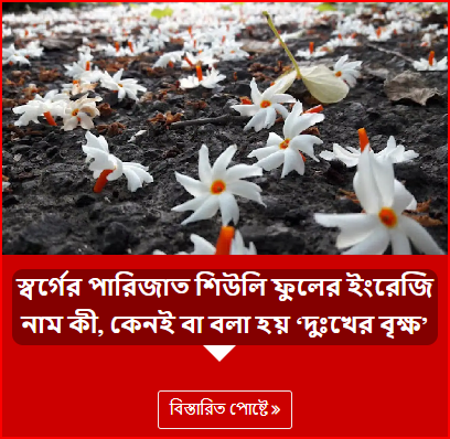 স্বর্গের পারিজাত শিউলি ফুলের ইংরেজি নাম কী, কেনই বা বলা হয় ‘দুঃখের বৃক্ষ’