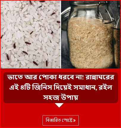 ভাতে আর পোকা ধরবে না! রান্নাঘরের এই ৪টি জিনিস দিয়েই সমাধান, রইল সহজ উপায়