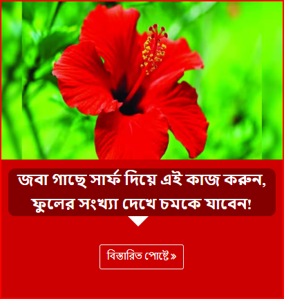 জবা গাছে সার্ফ দিয়ে এই কাজ করুন, ফুলের সংখ্যা দেখে চমকে যাবেন!