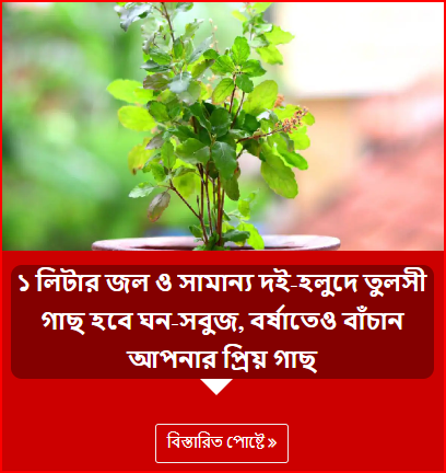 ১ লিটার জল ও সামান্য দই-হলুদে তুলসী গাছ হবে ঘন-সবুজ, বর্ষাতেও বাঁচান আপনার প্রিয় গাছ