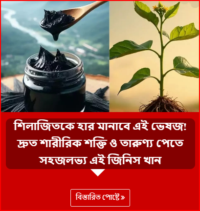 শিলাজিতকে হার মানাবে এই ভেষজ! দ্রুত শারীরিক শক্তি ও তারুণ্য পেতে সহজলভ্য এই জিনিস খান