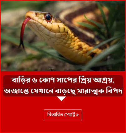 বাড়ির ৬ কোণ সাপের প্রিয় আশ্রয়, অজান্তে যেখানে বাড়ছে মারাত্মক বিপদ