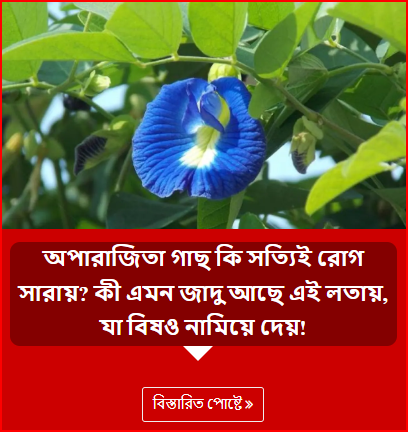 অপারাজিতা গাছ কি সত্যিই রোগ সারায়? কী এমন জাদু আছে এই লতায়, যা বিষও নামিয়ে দেয়!