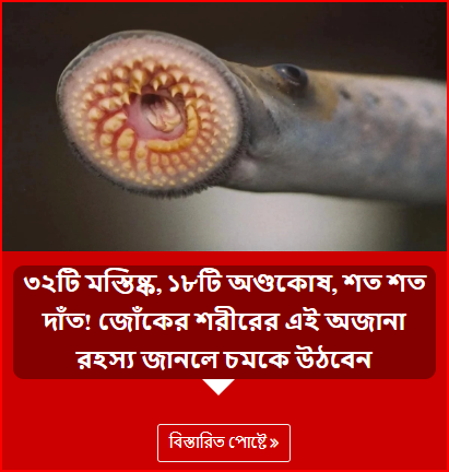 ৩২টি মস্তিষ্ক, ১৮টি অণ্ডকোষ, শত শত দাঁত! জোঁকের শরীরের এই অজানা রহস্য জানলে চমকে উঠবেন