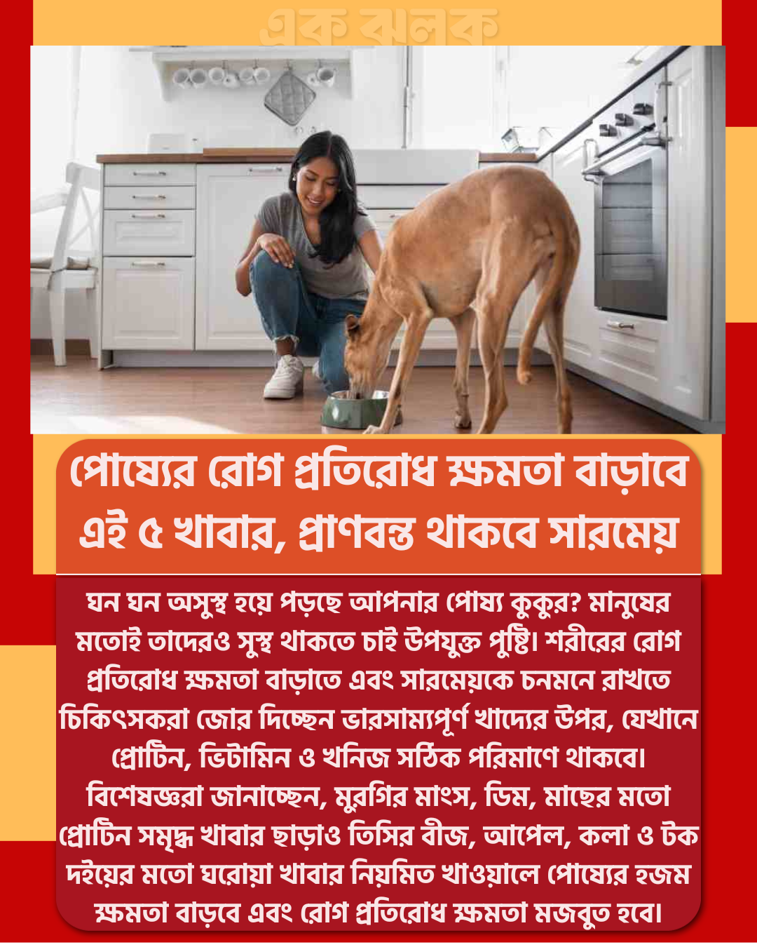 পোষ্যের রোগ প্রতিরোধ ক্ষমতা বাড়াবে এই ৫ খাবার, প্রাণবন্ত থাকবে সারমেয়