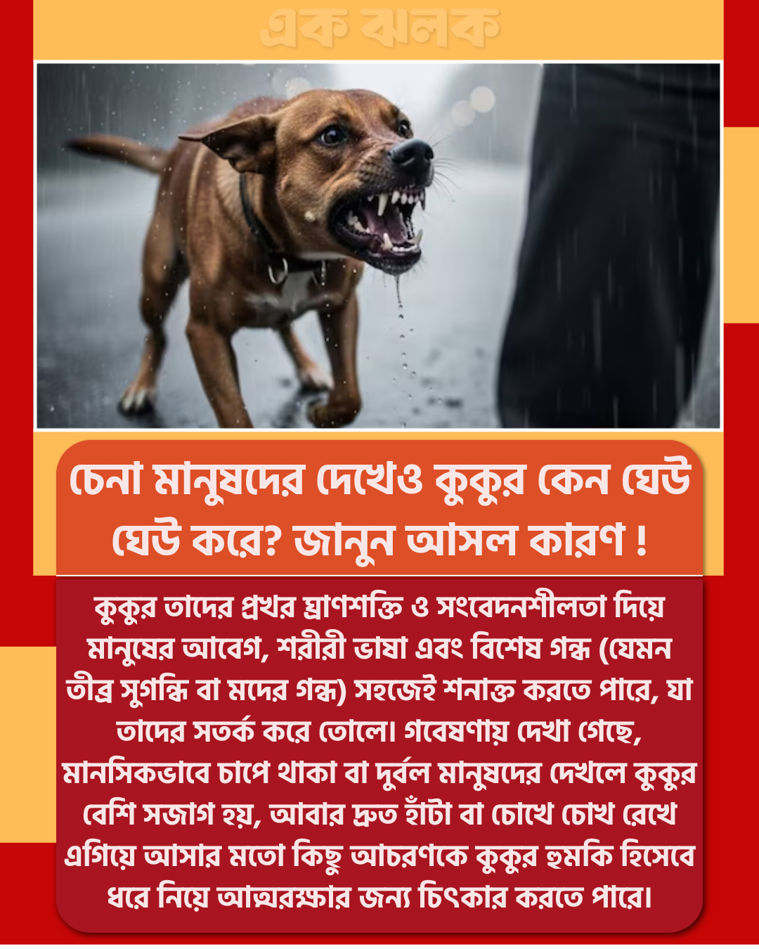 চেনা মানুষদের দেখেও কুকুর কেন ঘেউ ঘেউ করে? জানুন আসল কারণ !