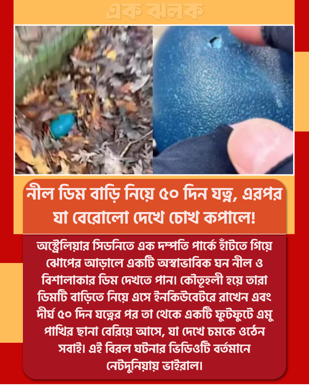 পার্কে মিলল বিশাল নীল ডিম ৫০ দিন পর যা বেরিয়ে এলো তা দেখে চমকে গেলেন সবাই